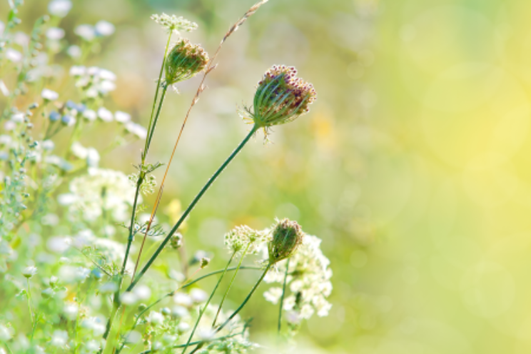 Aan de slag met biodiversiteit