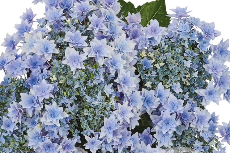 Nieuwe hortensia's HBA Nieuwe hortensia's HBA