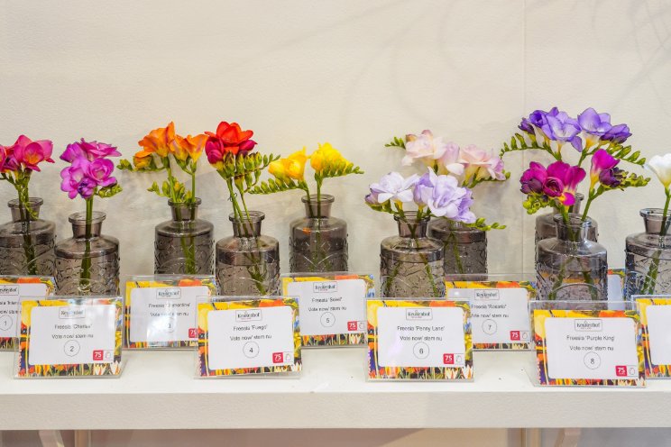 Bezoekers kiezen mooiste showbloem Keukenhof
