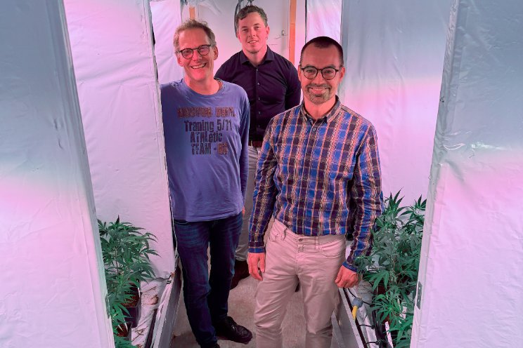 Ideale lichtsettings voor cannabis onderzocht Ideale lichtsettings voor cannabis onderzocht