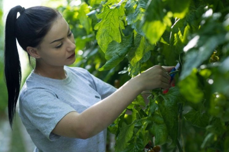 Tuinbouwproductie daalde in 2022 met 5,5 procent Tuinbouwproductie daalde in 2022 met 5,5 procent