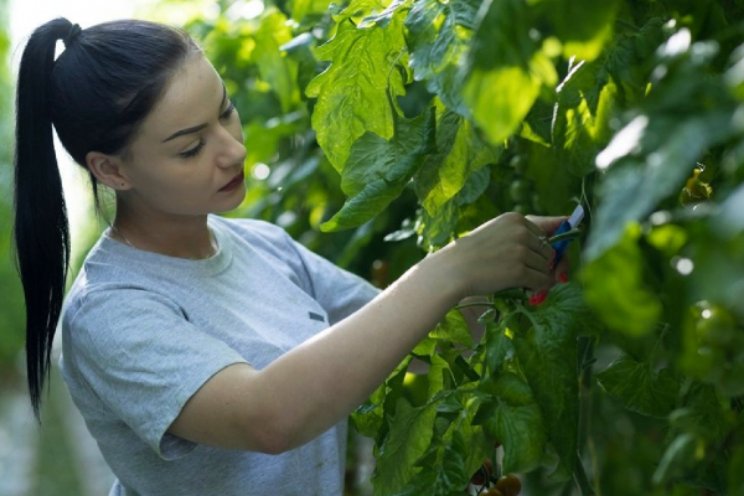 Tuinbouwproductie daalde in 2022 met 5,5 procent