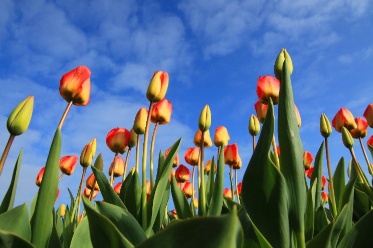 Tulpensector zoekt oplossingen tegen galmijt Tulpensector zoekt oplossingen tegen galmijt