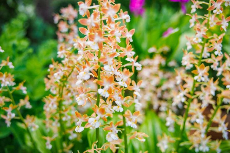 Opti-flor verkoopt buitenorchideen Anthura