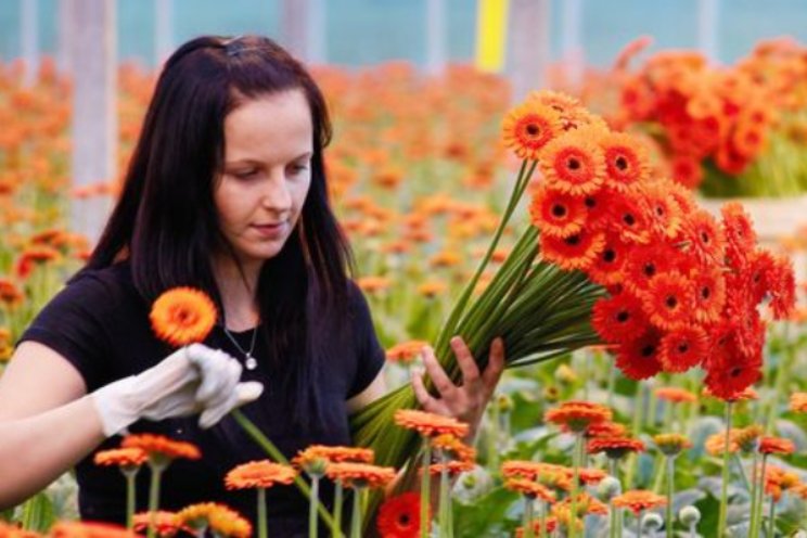 Gestaag verder in gerbera