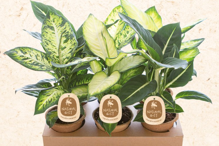 Nieuw: Natural Gift Nieuw: Natural Gift