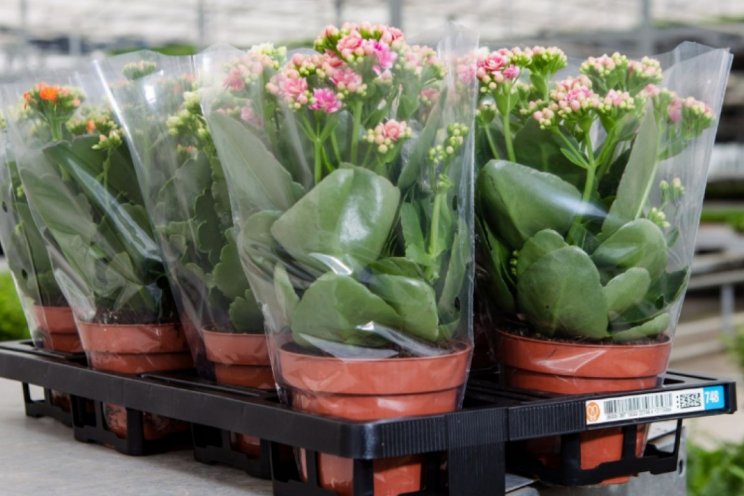 Beslisboom bevordert kennis en bewustwording Beslisboom bevordert kennis en bewustwording