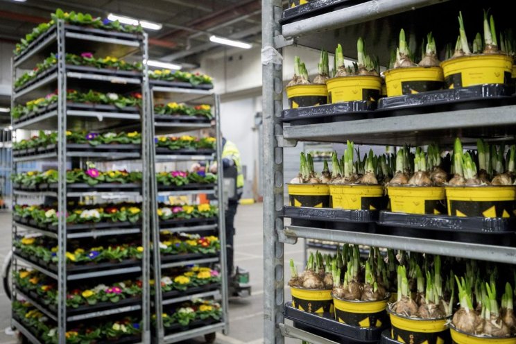 Depots Royal FloraHolland langer open tijdens piek 