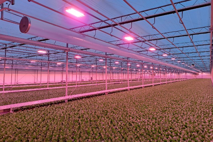 Eerste planten verlaten nieuwe locatie KP Holland