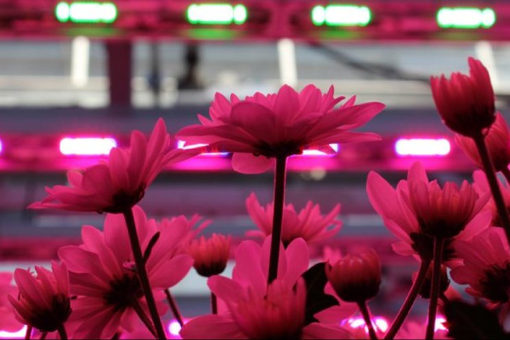 Chrysanten met minder elektriciteit en warmte 