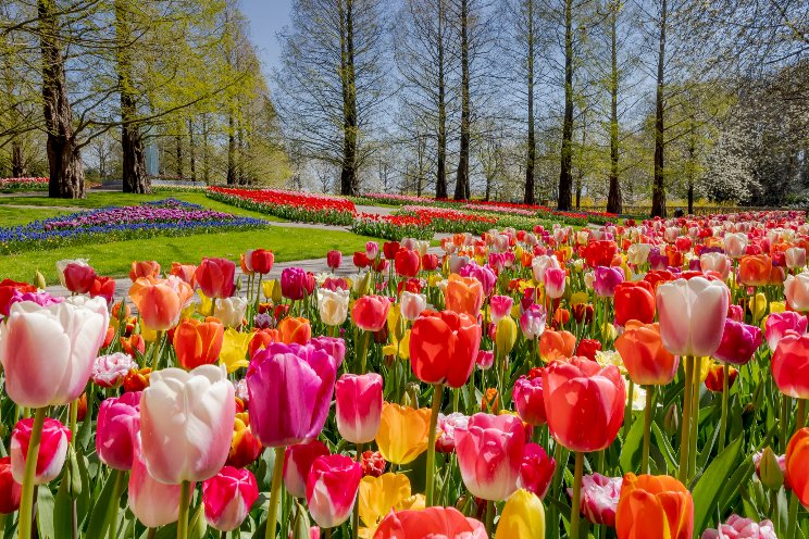 Tickets Keukenhof te koop voor vaste dag en tijd