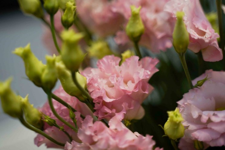 Lisianthus Alissa Hanoi Pink gepresenteerd Lisianthus Alissa Hanoi Pink gepresenteerd