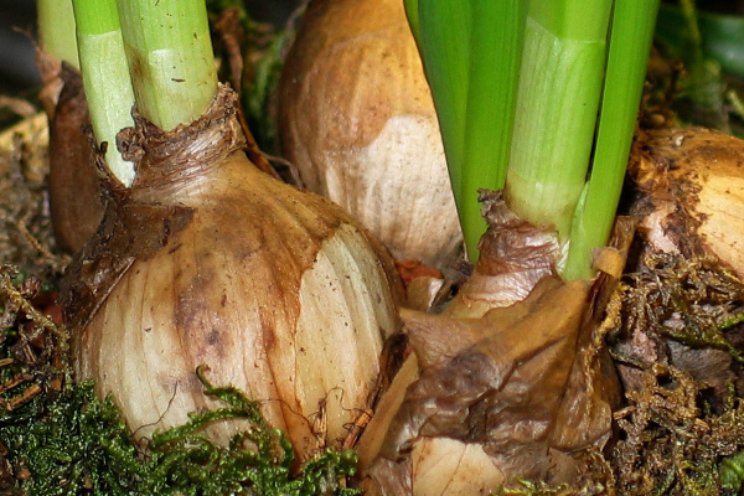 Nieuwe editie broeierijboek tulp Nieuwe editie broeierijboek tulp