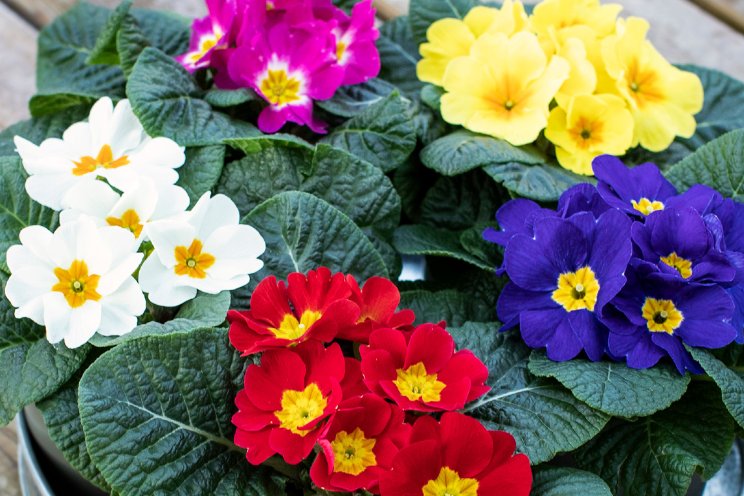 Dania en Danique: nieuwe generatie Primula’s