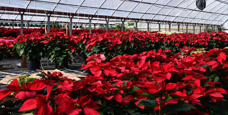 Bestrijding van witte vlieg in Poinsettia's Bestrijding van witte vlieg in Poinsettia's