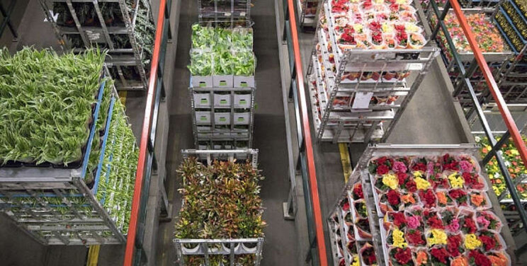 Royal FloraHolland biedt restitutie na KOA-storing Royal FloraHolland biedt restitutie na KOA-storing