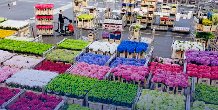 Royal FloraHolland kiest voor TrackOnline Royal FloraHolland kiest voor TrackOnline