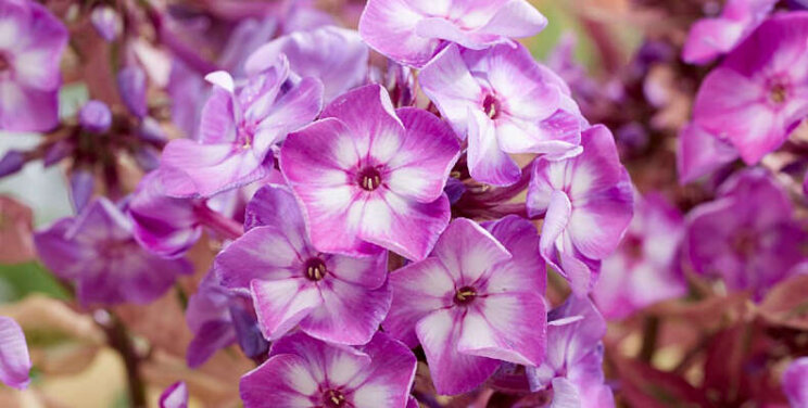 Phlox 'Olympus' is de beste KVBC nieuwkomer Phlox 'Olympus' is de beste KVBC nieuwkomer