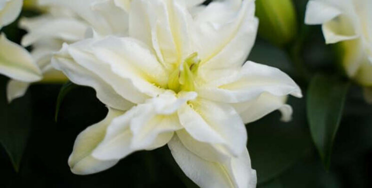 Nieuw: Roselily Zeta Nieuw: Roselily Zeta