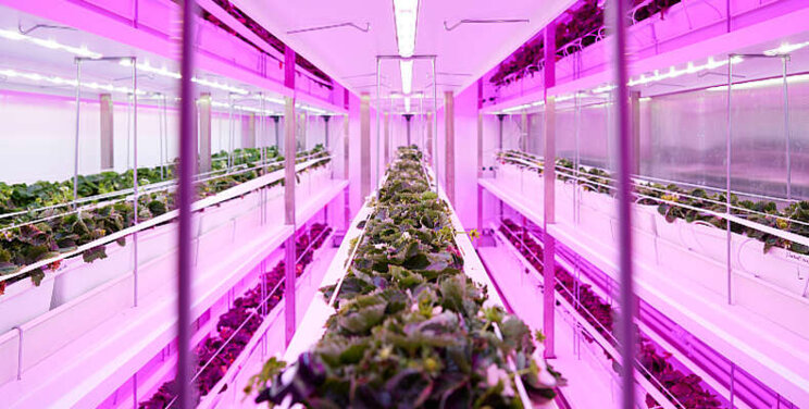 Signify en BASF werken samen aan vertical farming Signify en BASF werken samen aan vertical farming
