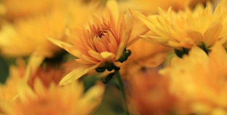 Dure energie: '35% minder chrysanten' Dure energie: '35% minder chrysanten'