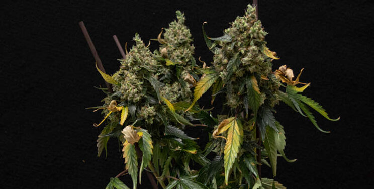 Hogere cannabisopbrengst bij langere belichtingstijd