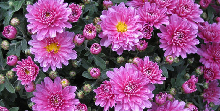 Met insectengaas goed chrysanten te telen Met insectengaas goed chrysanten te telen