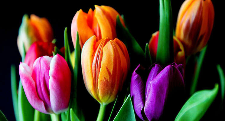 Gemiddeld stadiumjaar tulp Gemiddeld stadiumjaar tulp