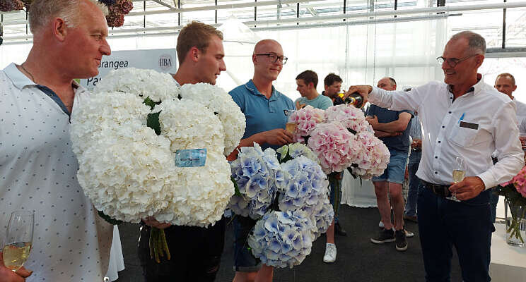 Nieuwe HBA-snijhortensia's in productie genomen Nieuwe HBA-snijhortensia's in productie genomen