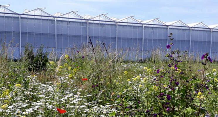 Tuinbouw kan bijdragen aan verhogen biodiversiteit Tuinbouw kan bijdragen aan verhogen biodiversiteit