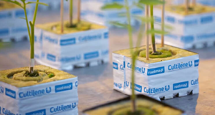 Nieuwe koers Cultilene met duurzame focus Nieuwe koers Cultilene met duurzame focus