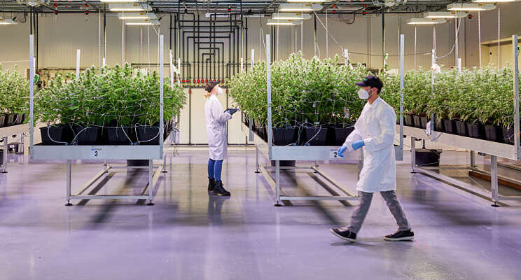 Signify in cannabisalliantie Signify in cannabisalliantie