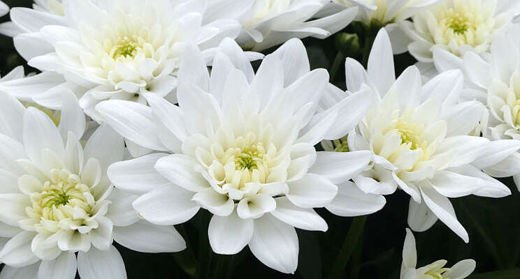 ErfGoedVloer draagt bij aan duurzame chrysantenteelt ErfGoedVloer draagt bij aan duurzame chrysantenteelt