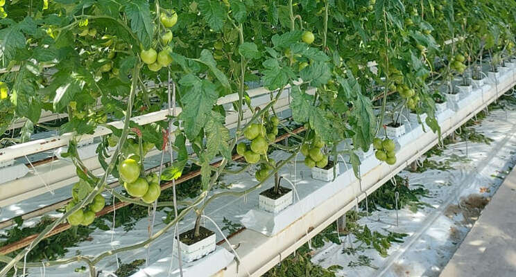 Start demonstratieproef ionspecifiek telen Start demonstratieproef ionspecifiek telen