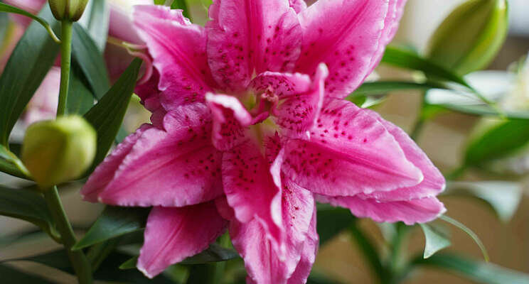 Decorum introduceert Roselily Esra Decorum introduceert Roselily Esra