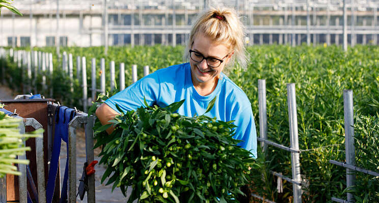Tesselaar Alstroemeria: 'FloriPEFCR wordt norm' Tesselaar Alstroemeria: 'FloriPEFCR wordt norm'