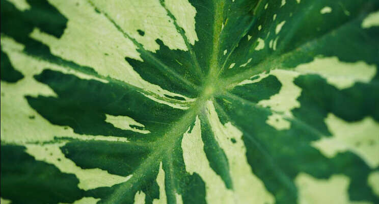 Uniek product bij Richplant Uniek product bij Richplant
