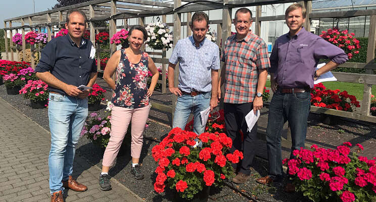 20 jaar Toscana Pelargonium 20 jaar Toscana Pelargonium