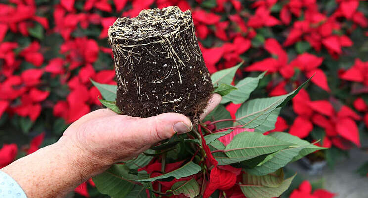 ErfGoed deelt kennis over plantgezondheid ErfGoed deelt kennis over plantgezondheid