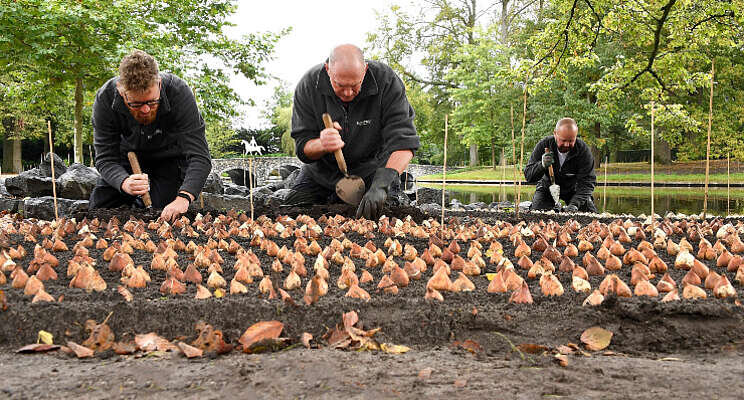 Keukenhof optimistisch over seizoen 2022 Keukenhof optimistisch over seizoen 2022