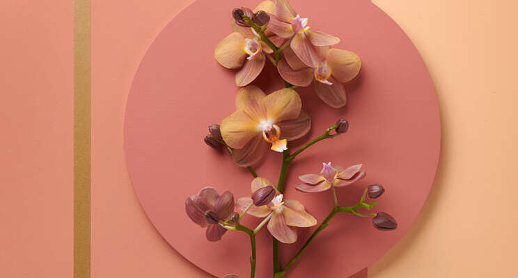 Opti-flor organiseert eigen Experience Days Opti-flor organiseert eigen Experience Days