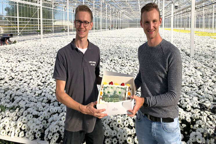 LinFlowers van start met aanvoer Chic-chrysant LinFlowers van start met aanvoer Chic-chrysant