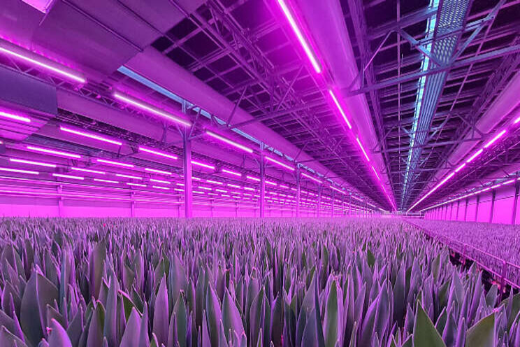 Nieuw indoor farming groeilichtsysteem Hortilux Nieuw indoor farming groeilichtsysteem Hortilux