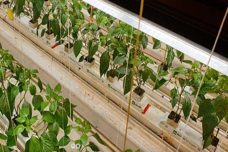 Natuurlijk lichtniveau met zonlicht led chip Natuurlijk lichtniveau met zonlicht led chip