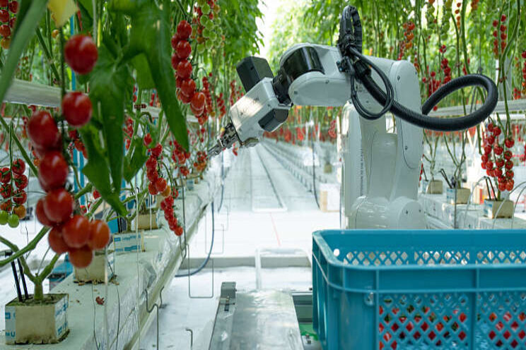 Certhon lanceert tomatenoogstrobot Certhon lanceert tomatenoogstrobot