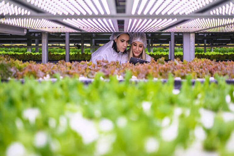 Vertical Farm faciliteiten geopend met conferentie Vertical Farm faciliteiten geopend met conferentie