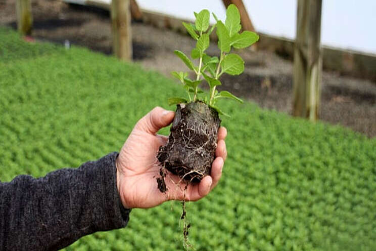 Hortimec morgen op Paprika Hortimec morgen op Paprika