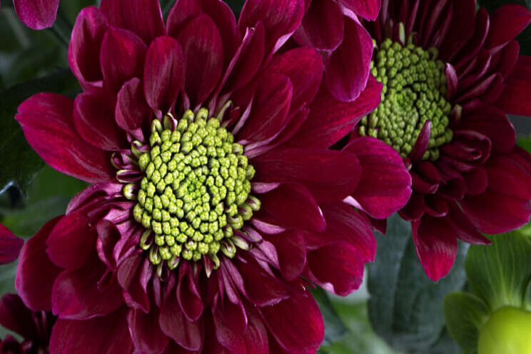 Nieuw: Serenity Red Nieuw: Serenity Red