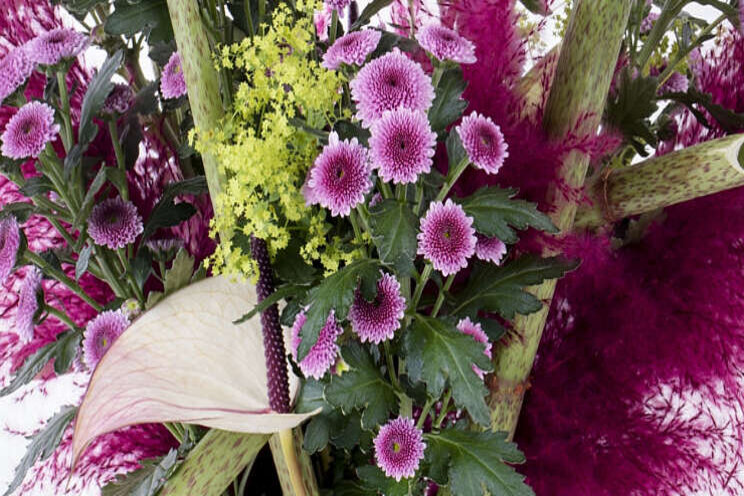 Deliflor lanceert Jamey Dark Deliflor lanceert Jamey Dark