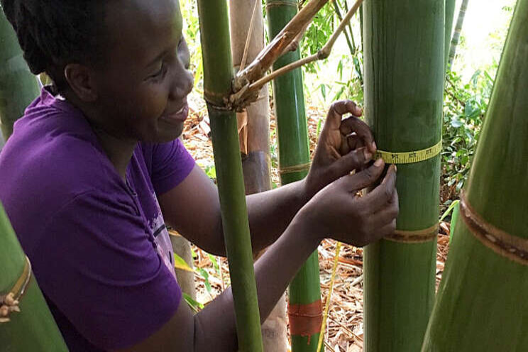 Bamboo Uganda door grens van 10 mln kilo CO2 Bamboo Uganda door grens van 10 mln kilo CO2